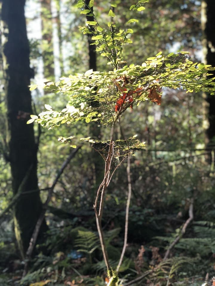 a walk in the woods photo