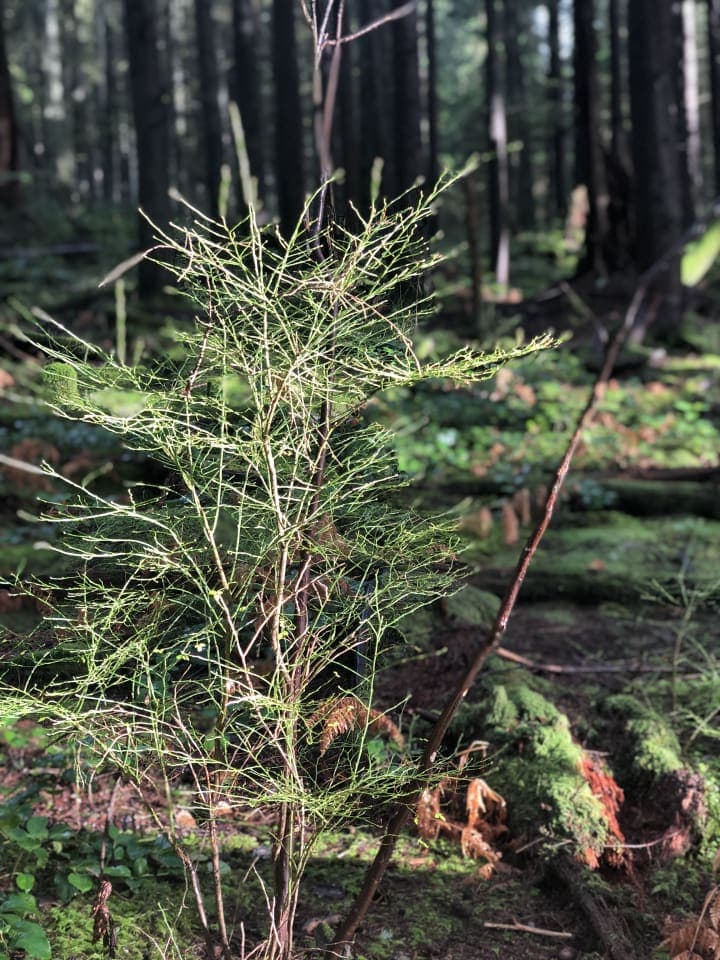 a walk in the woods photo