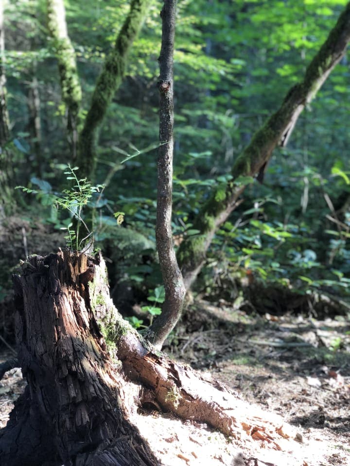 a walk in the woods photo