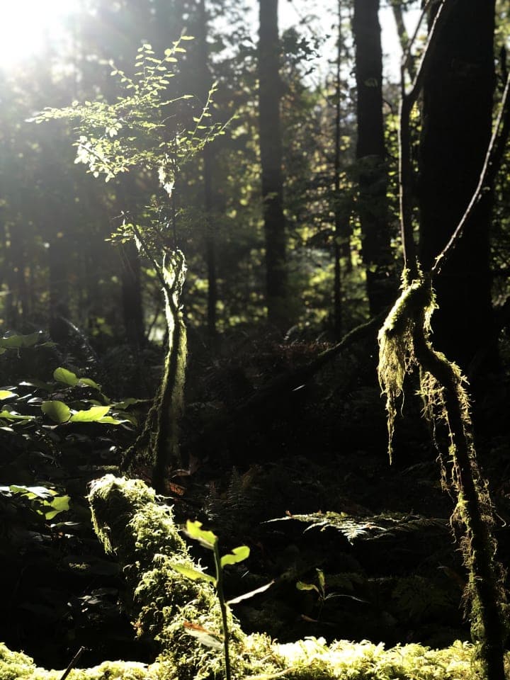 a walk in the woods photo